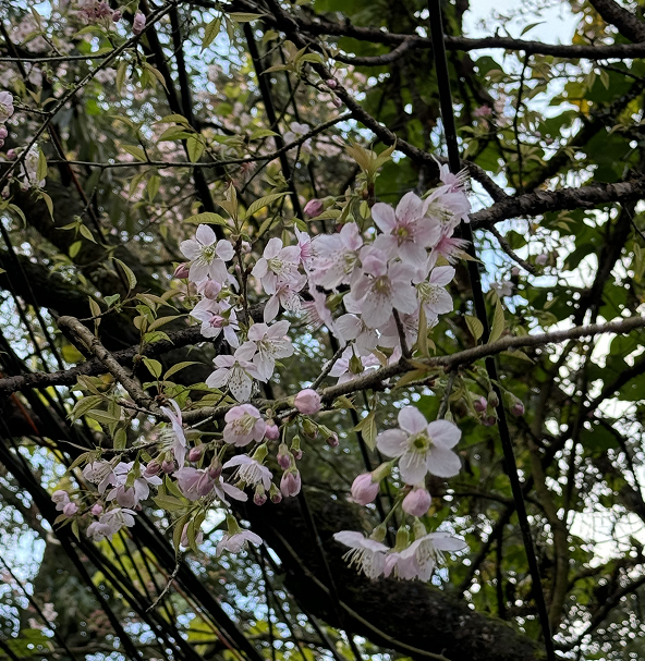 Cherry Blossom In November Cherry Blossom In November